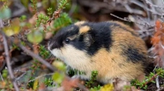 Lemming (foto): divoký hlodavec-pustovník